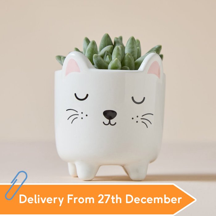 Echeveria Succulent in Mini Cat Planter