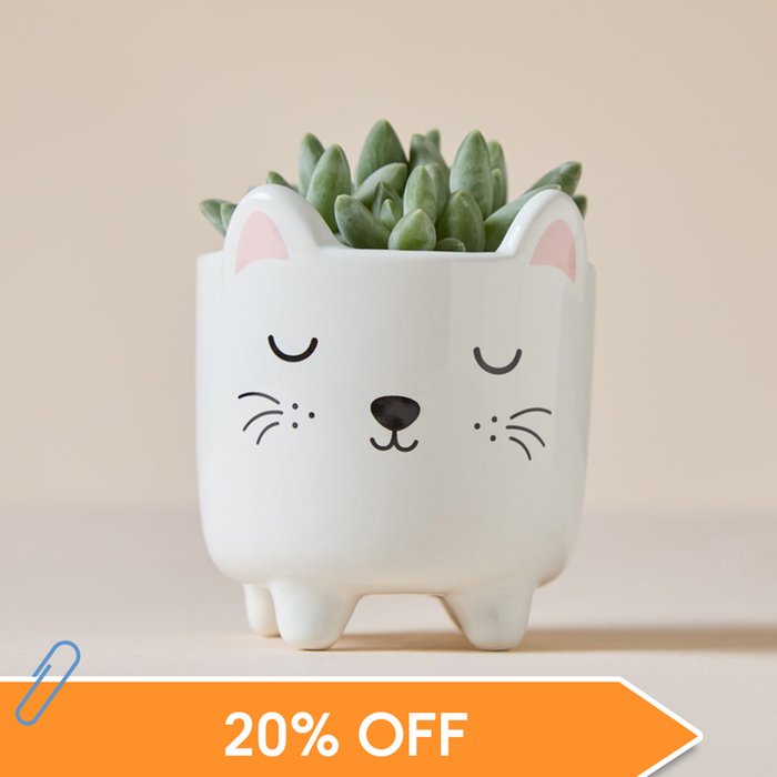 Echeveria in Mini Cat Planter Pot