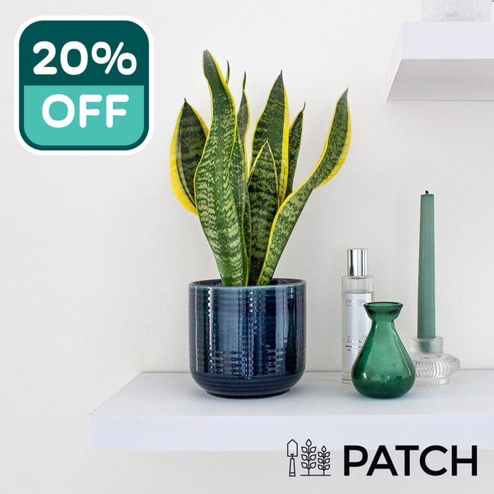 PATCH 'Susie' the Snake Plant with a Pot