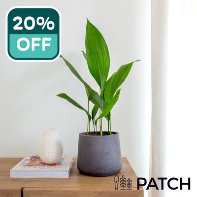 Patch ‘Howard' The Cast Iron Plant With Pot
