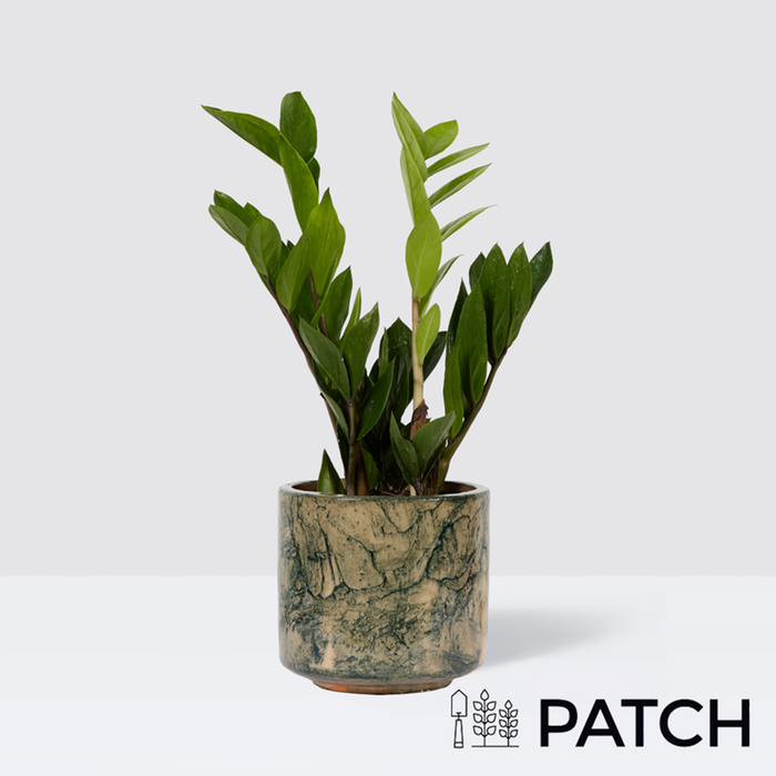 PATCH Cassie in Fractured Green Pot