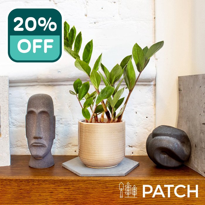 PATCH ‘Cassie' the ZZ Plant with Pot