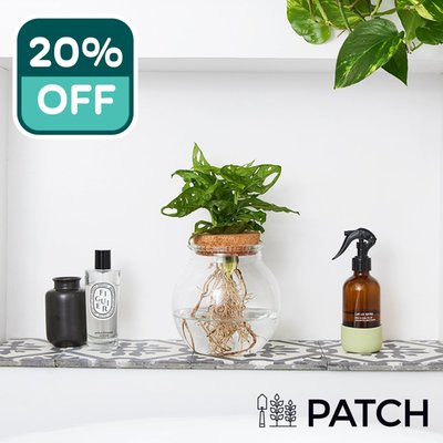PATCH Wallace the Hydroponic Plant with Pot
