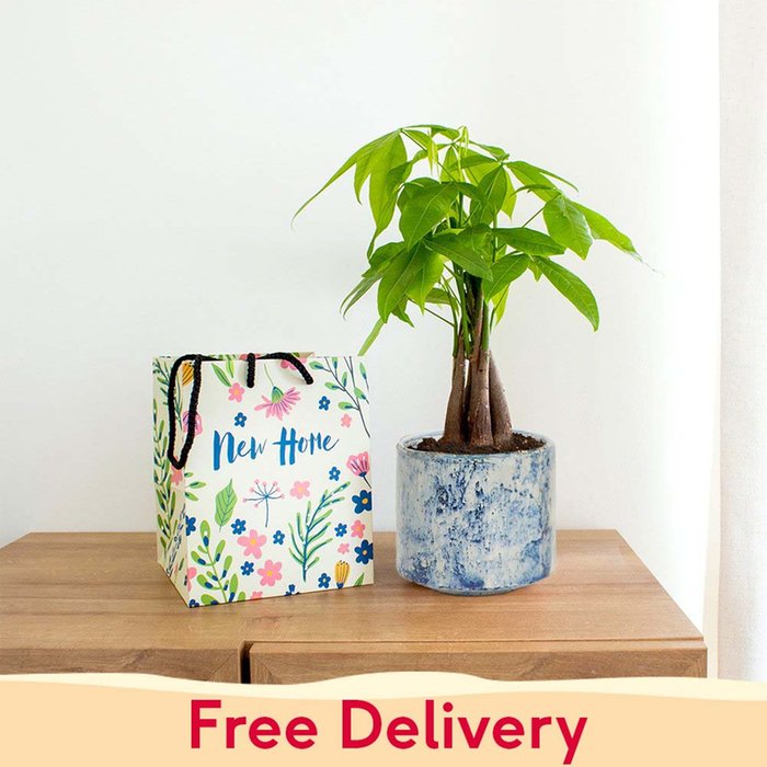 PATCH ‘Ariel' the Money Tree with Pot with New Home Gift Bag