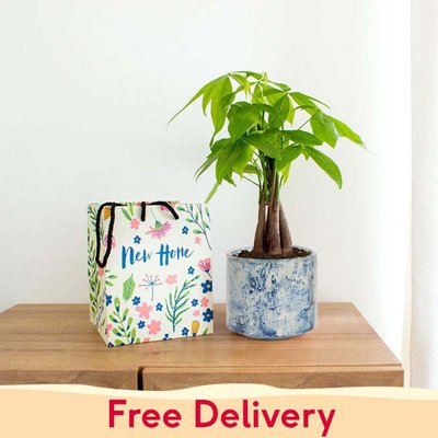PATCH ‘Ariel' the Money Tree with Pot with New Home Gift Bag