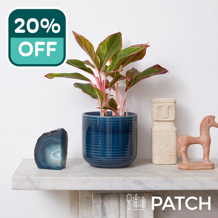 PATCH 'Aggie' with Pot