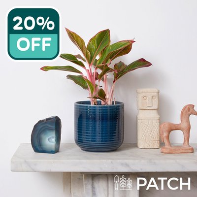 PATCH 'Aggie' with Pot