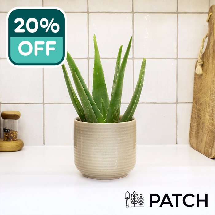PATCH 'Franky' The Aloe Vera with Pot