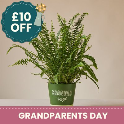 Boston Fern in Grandad Terracotta Pot