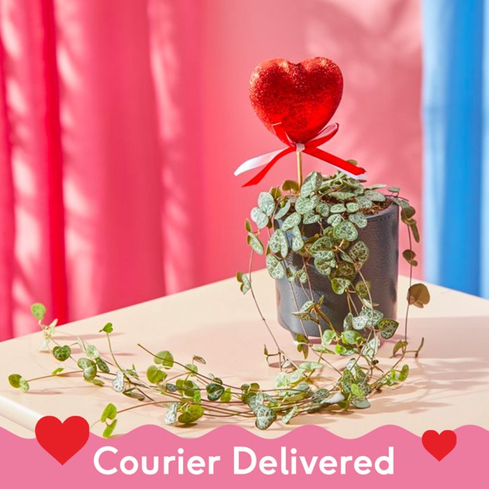 String of Hearts in Black Cylinder Pot With Pick