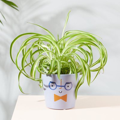 Cheeky Chap and Curly Spider Plant