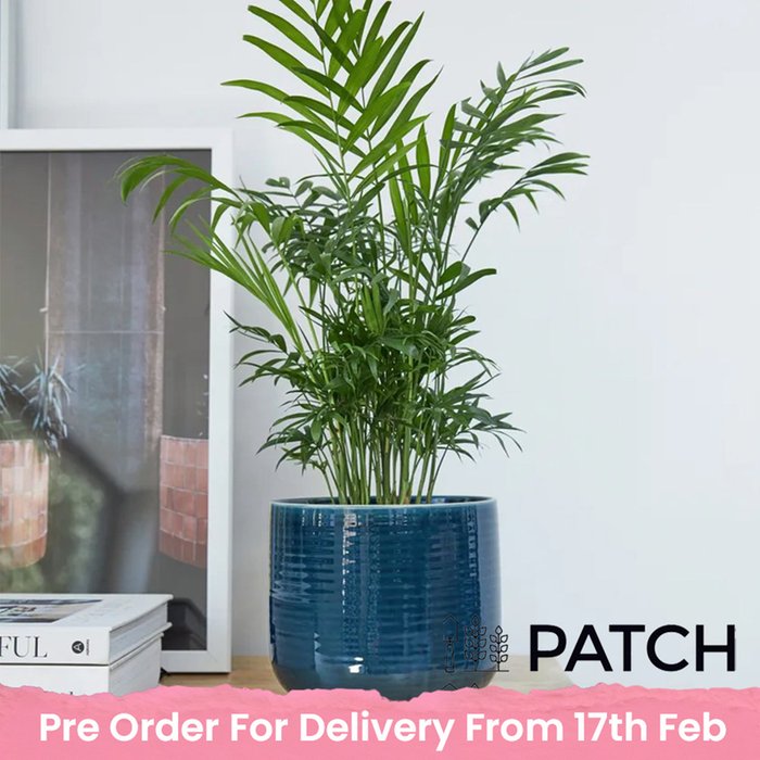 PATCH 'Sharon' the Parlour Palm with Pot