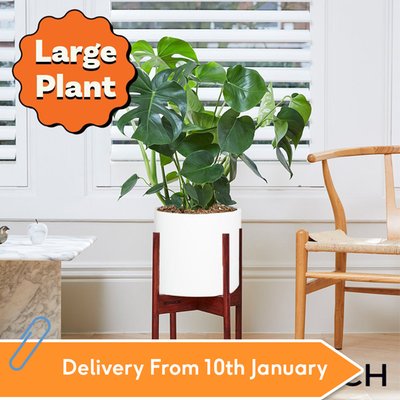 PATCH 'Chaz' the Swiss cheese plant Set 70-80cm