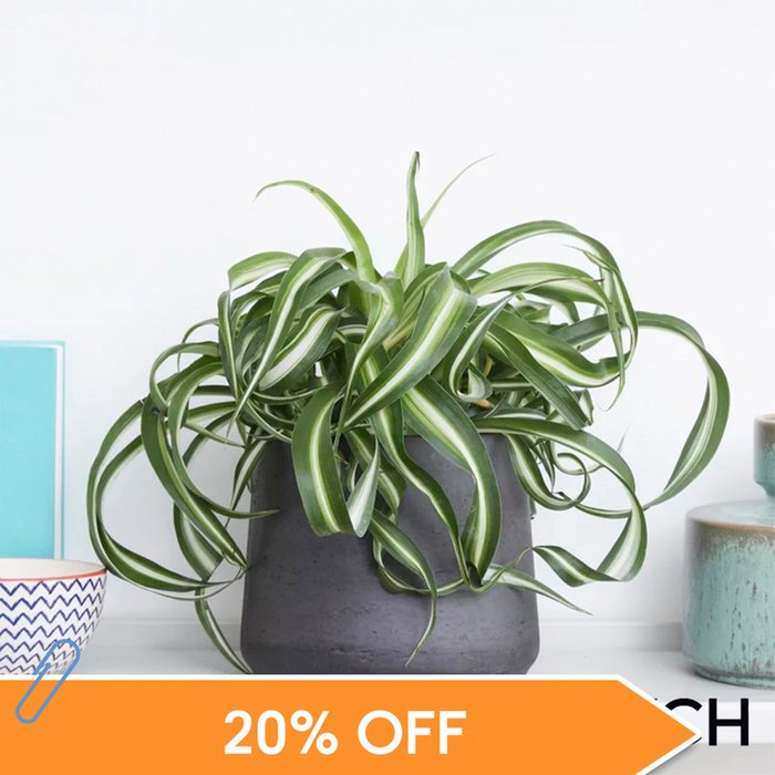 PATCH 'Chris' the Curly Spider Plant with Pot