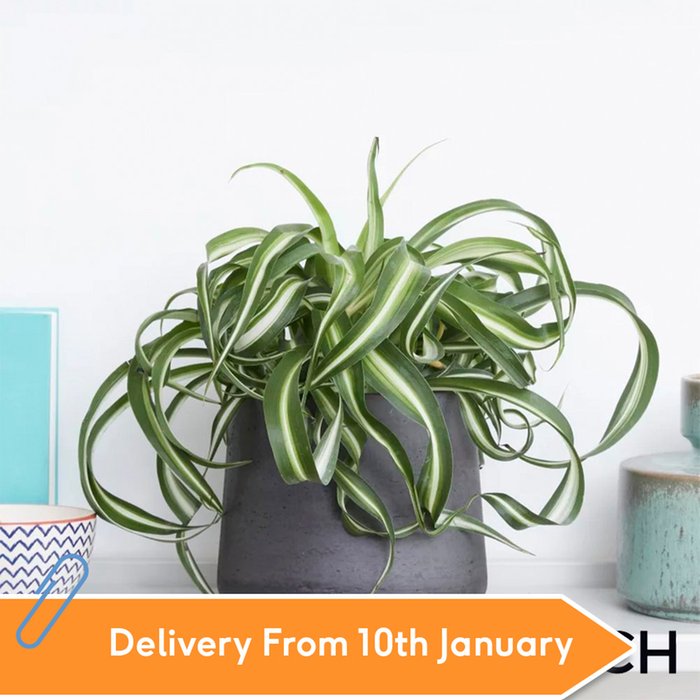 PATCH 'Chris' the Curly Spider Plant with Pot