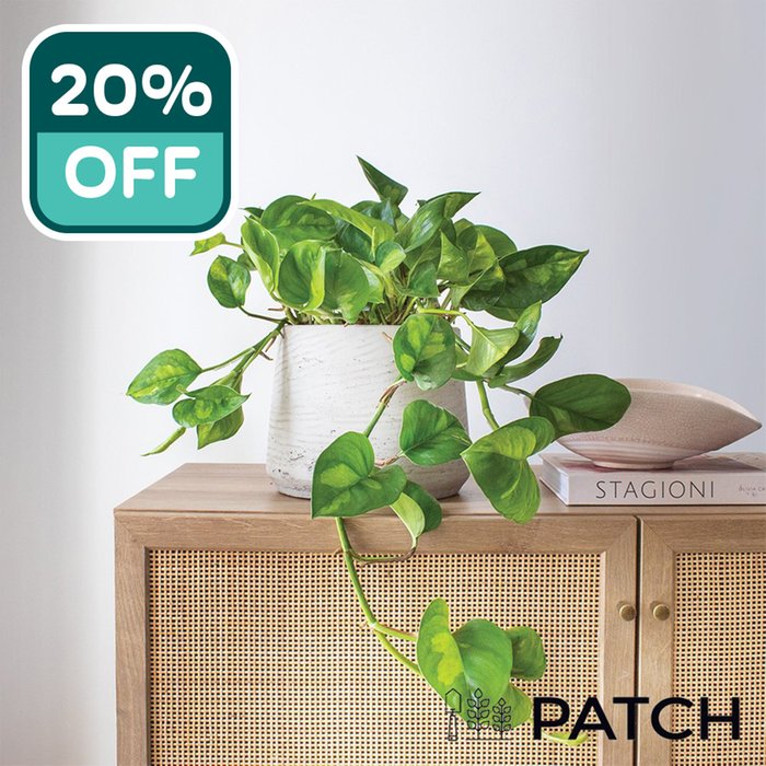 PATCH David Epipremnum Global Grey Set