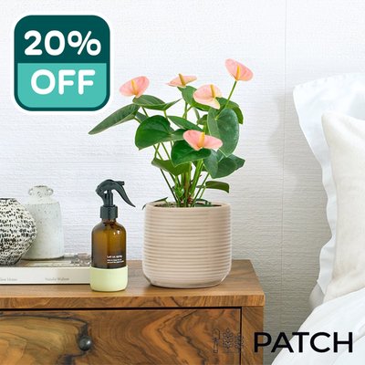PATCH 'Felicity' the Pink Flamingo Plant with a Pot