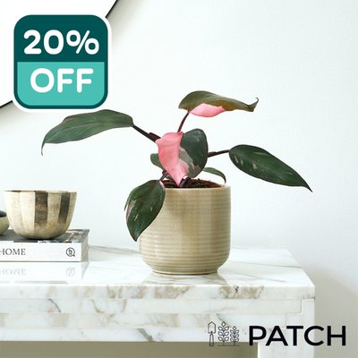 PATCH 'Tanya' the Philodendron Pink Princess with Pot