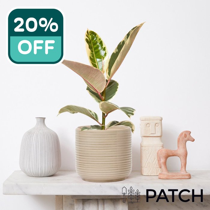 PATCH 'Rob' the Variegated Rubber Plant with Pot