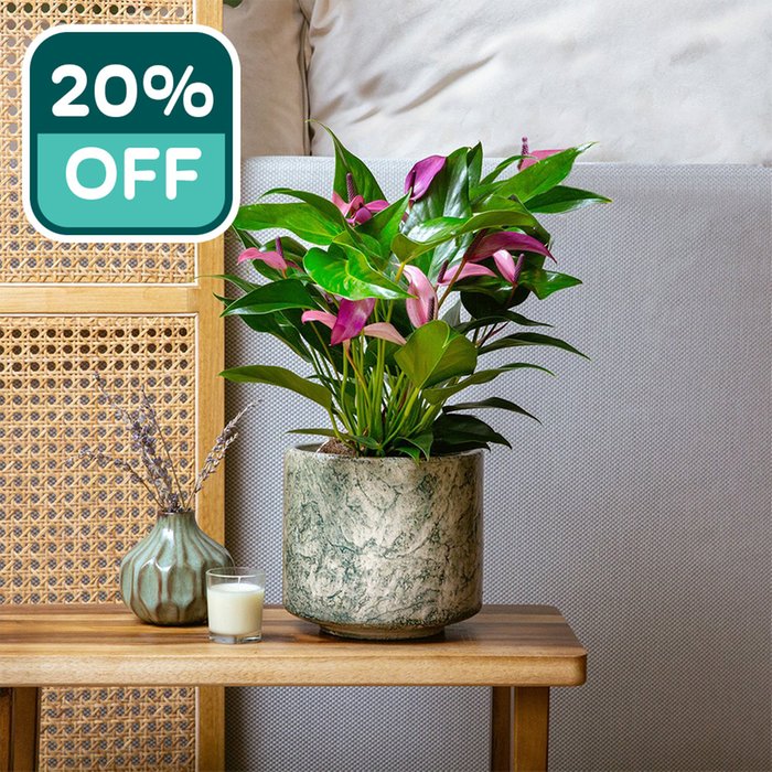 PATCH 'Lucy' the Violet Flamingo Plant with Pot