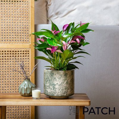 PATCH 'Lucy' the Violet Flamingo Plant with Pot