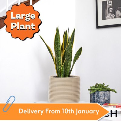 PATCH 'Susie' the Snake Plant with Pot 50-60cm