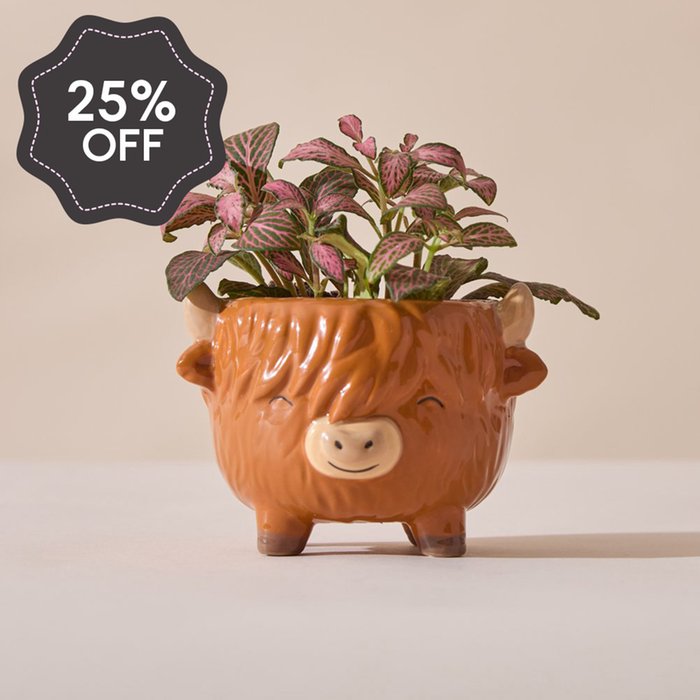 Fittonia in Mini Highland Cow Pot