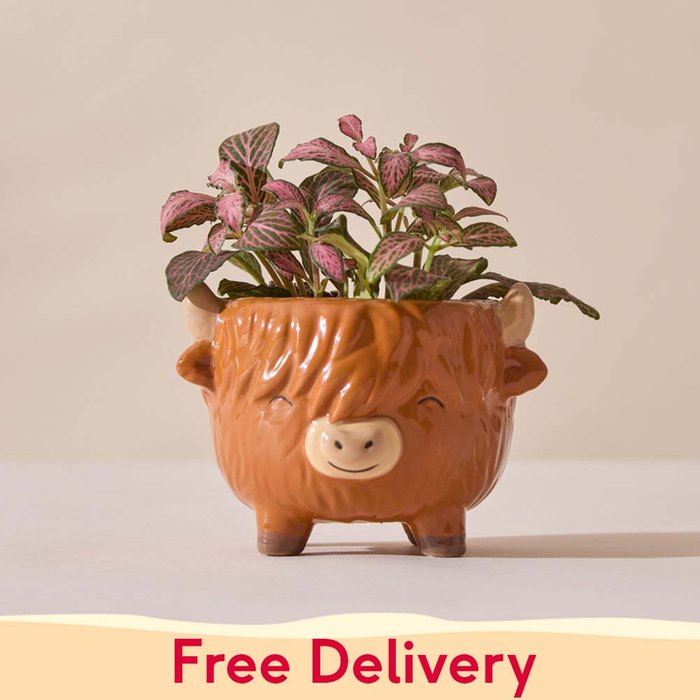 Fittonia in Mini Highland Cow Pot