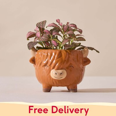 Fittonia in Mini Highland Cow Pot