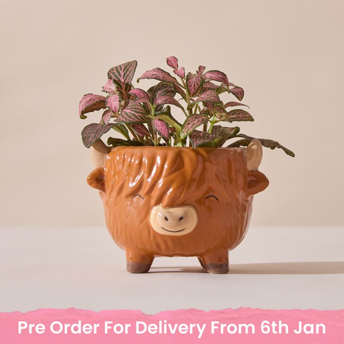 Highland Cow Pot with Fittonia