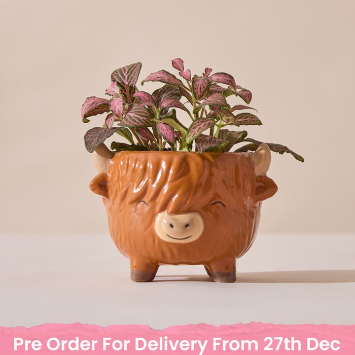 Highland Cow Pot with Fittonia