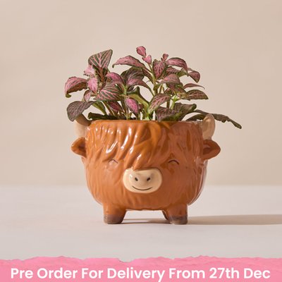 Highland Cow Pot with Fittonia