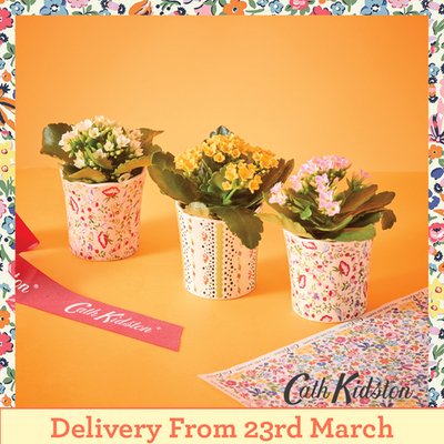 Cath Kidston Trio with Kalanchoes