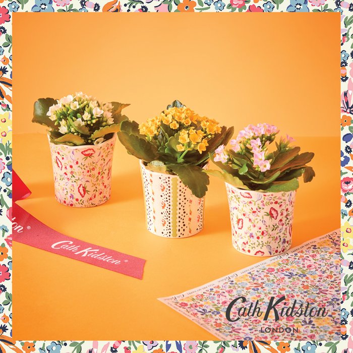 Cath Kidston Trio with Kalanchoes