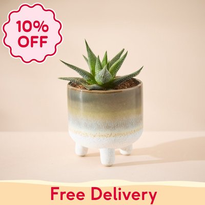 Hawthoria Plant in Glazed Mini Planter