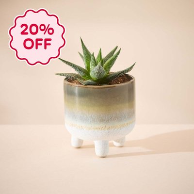 Mojave Leggy Green Glaze with Hawthoria Plant 