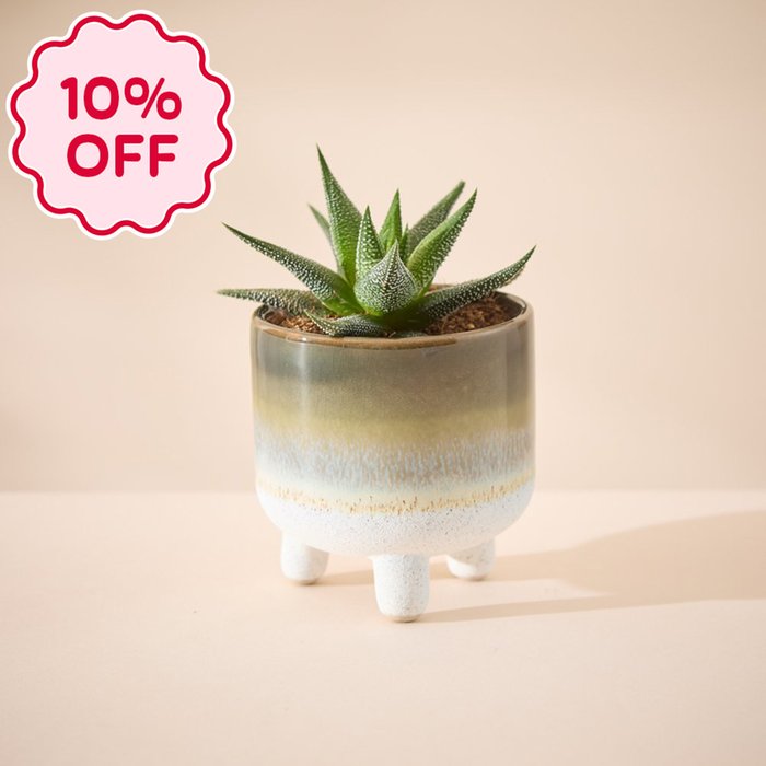 Hawthoria Plant in Glazed Mini Planter