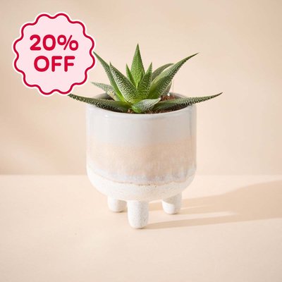 Mojave Leggy Grey Glaze with Haworthia Plant