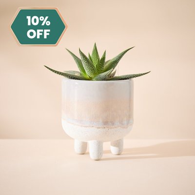 Haworthia Plant in Glazed Mini Planter