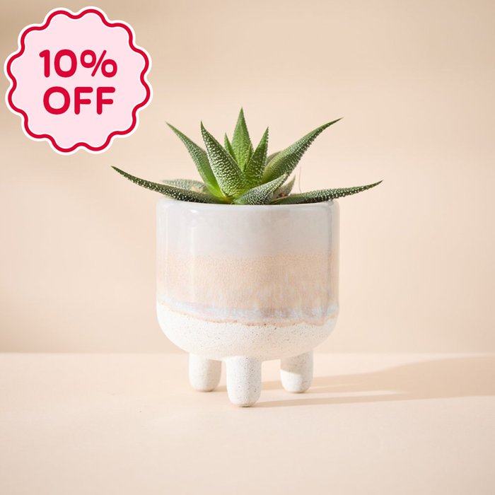 Haworthia Plant in Glazed Mini Planter