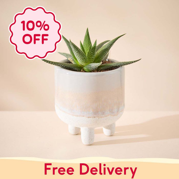 Haworthia Plant in Glazed Mini Planter