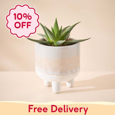Haworthia Plant in Glazed Mini Planter