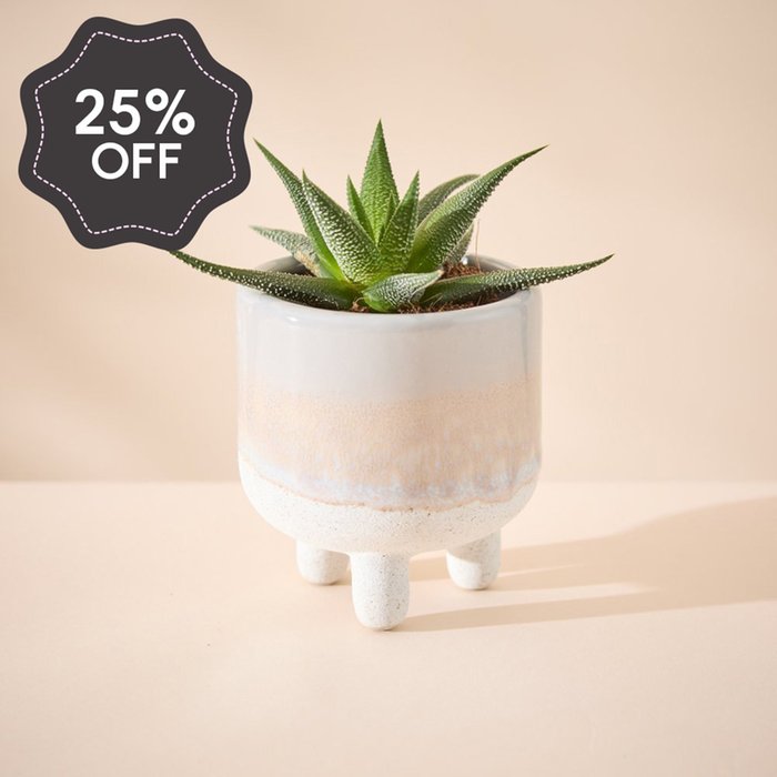 Haworthia Plant in Glazed Mini Planter