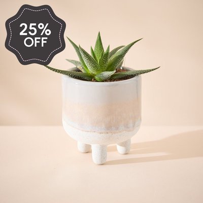Haworthia Plant in Glazed Mini Planter