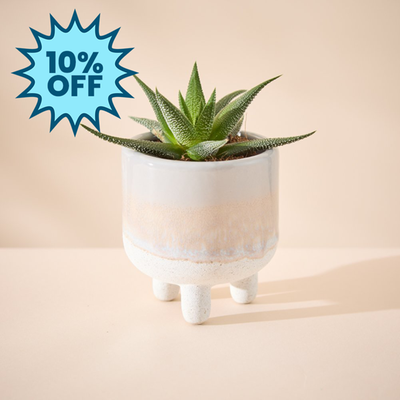 Haworthia Plant in Glazed Mini Planter