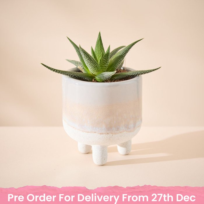 Haworthia Plant in Glazed Mini Planter