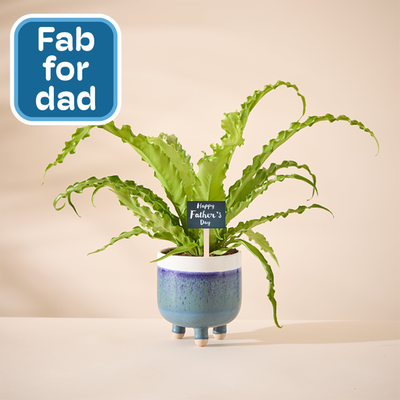 Large Marlowe Planter With Asplenium Osaka and Pick