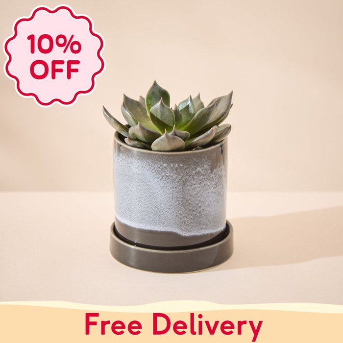 Echeveria Plant in Glazed Pot & Saucer