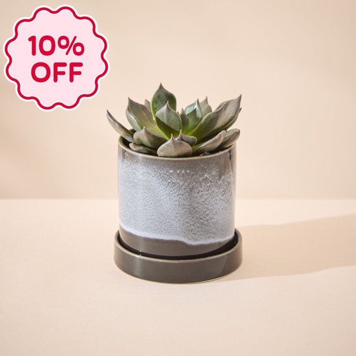 Echeveria Plant in Glazed Pot & Saucer