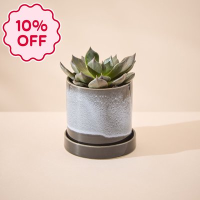 Echeveria Plant in Glazed Pot & Saucer